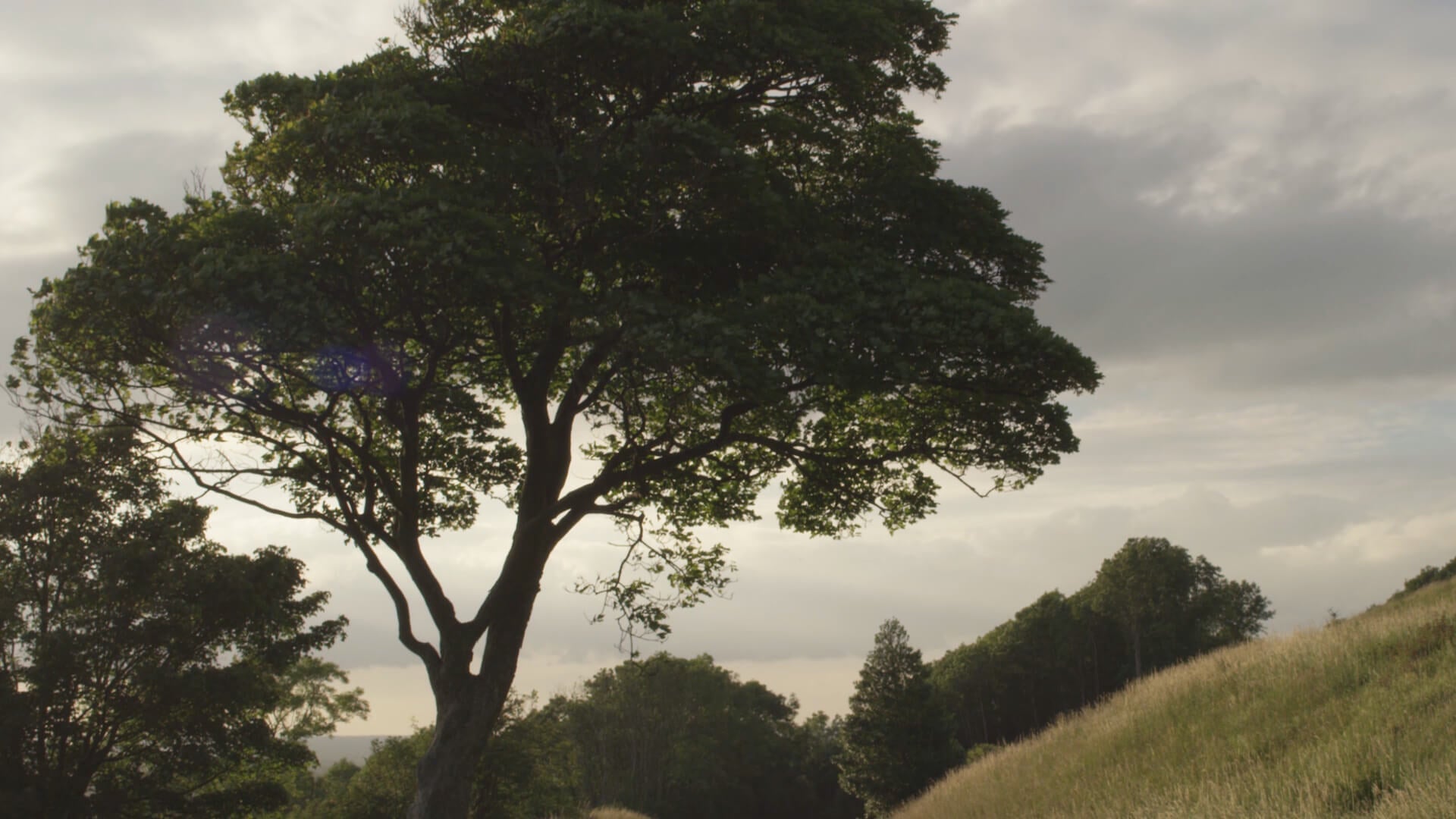 Nature tree in the English countryside
