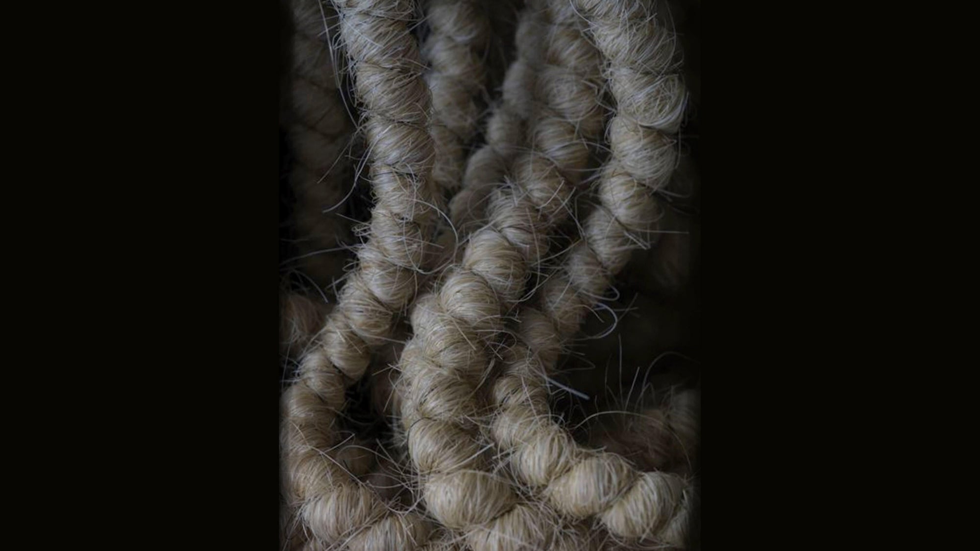 Very close-up and detailed view of horse hair tresses